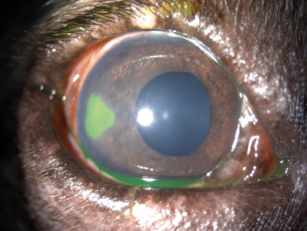 Primer plano de un ojo con características inusuales y colorido