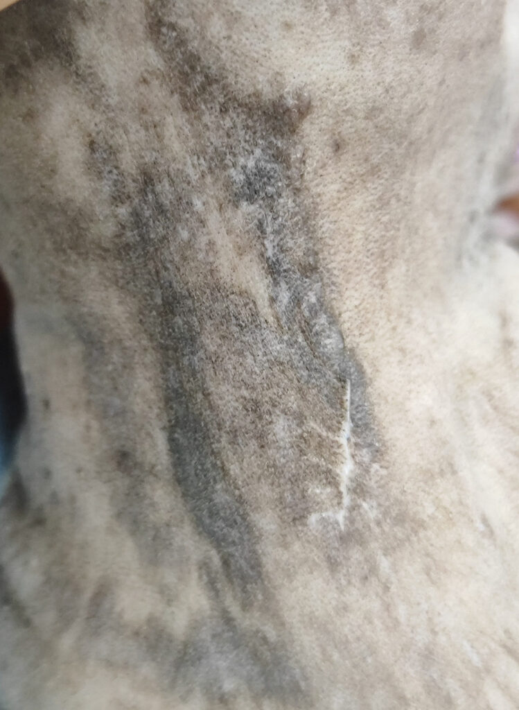 Imagen de un mastocitoma. Evolución de las lesiones cervicales después de tres semanas de tratamiento.