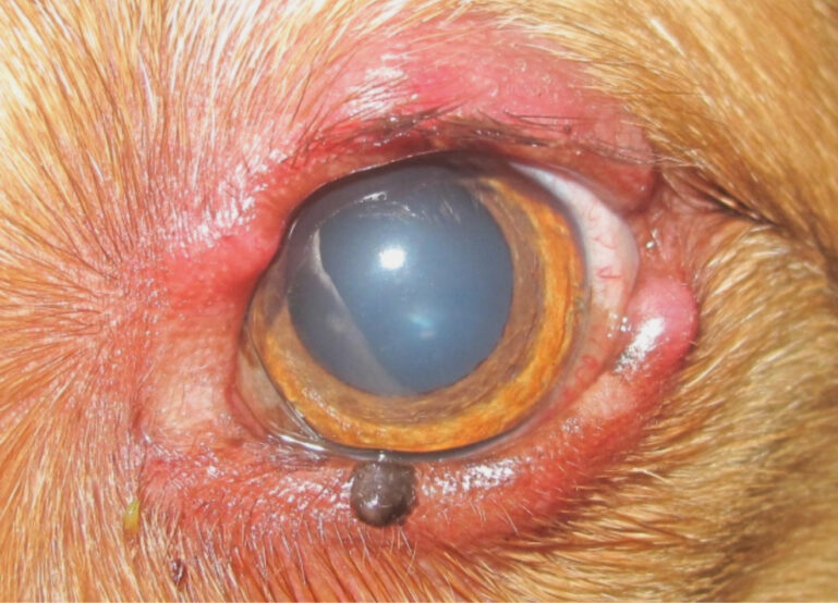 Primer plano de un ojo con irritación y secreción