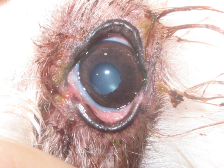 Primer plano de un ojo con palpebral afectado