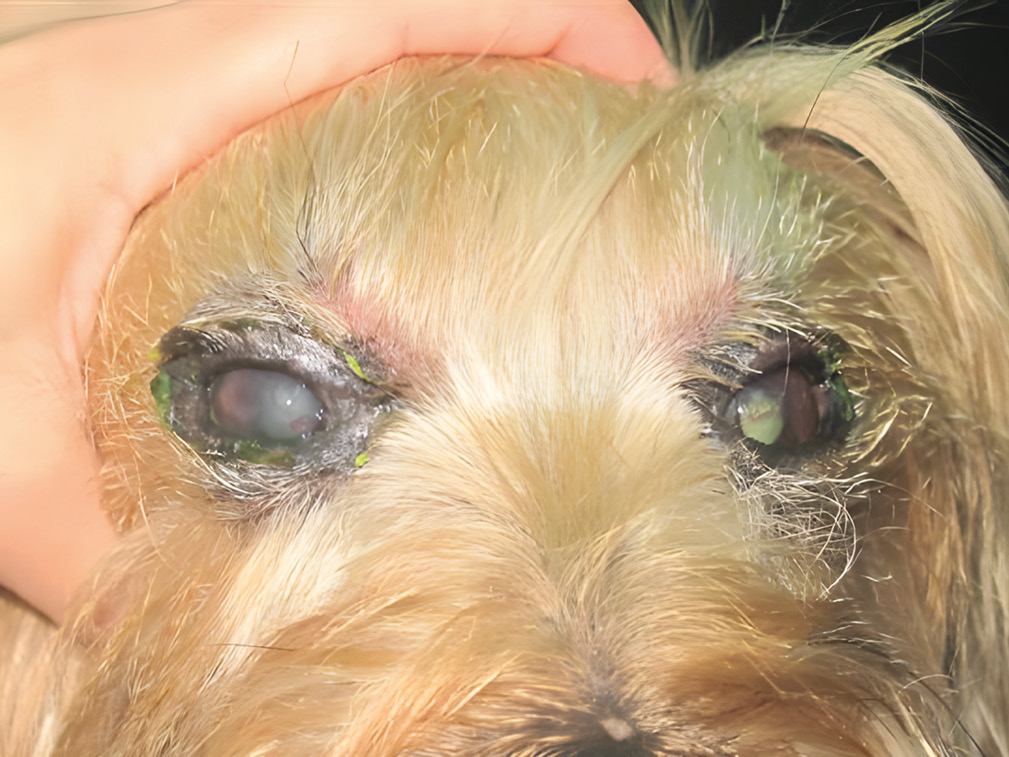 Pioderma palpebral secundario a queratoconjuntivitis seca.