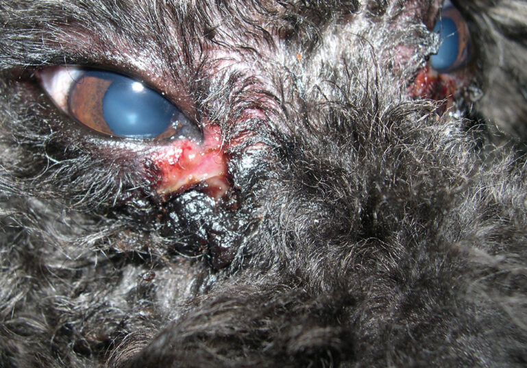 Primer plano de un ojo de perro con problemas en el párpado