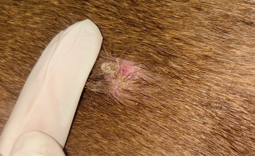 Detalle de collarete epidérmico en un perro con dermatitis atópica