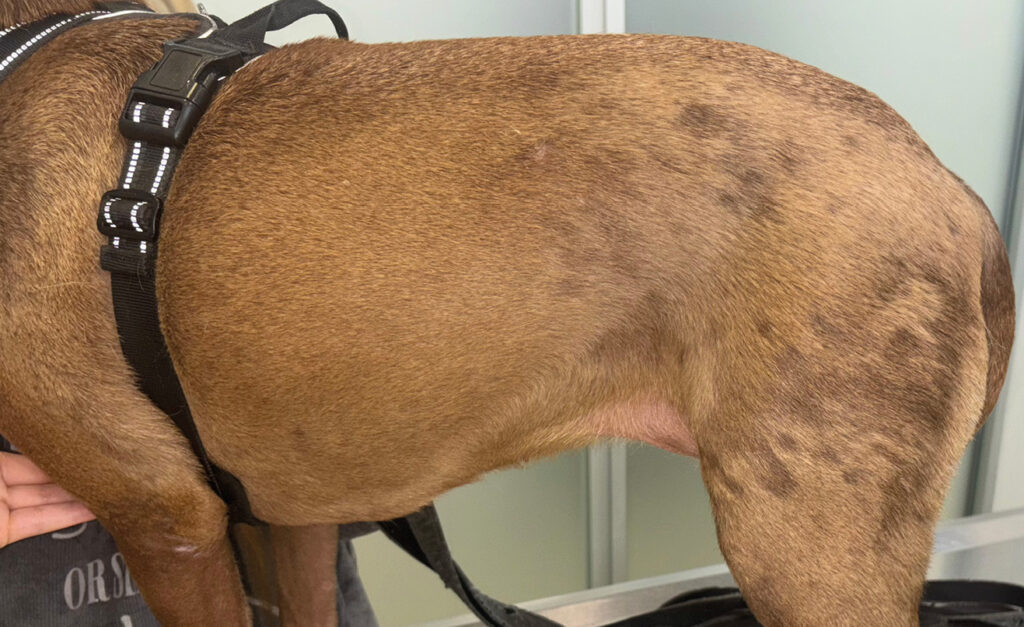 Perro con lesiones alopécicas multifocales en tronco y extremidades.﻿