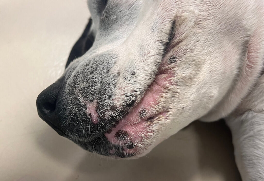 Imagen 2. Eritema e hipotricosis perilabial leve, con secrecion seborreica leve.