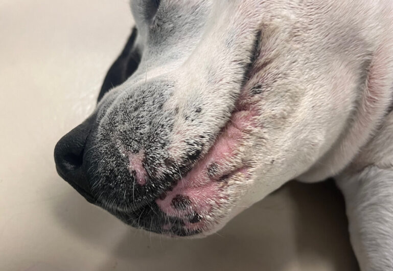 Imagen 2. Eritema e hipotricosis perilabial leve, con secrecion seborreica leve.