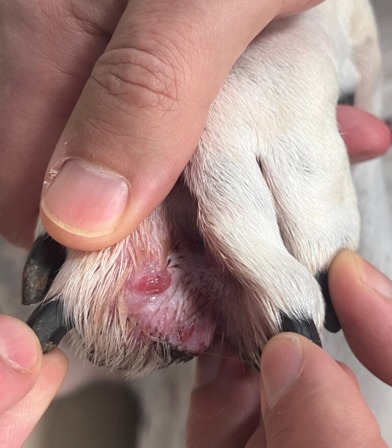 Imagen 3. Eritema interdigital en las extremidades anteriores, con alguna lesión pápulo-nodular.