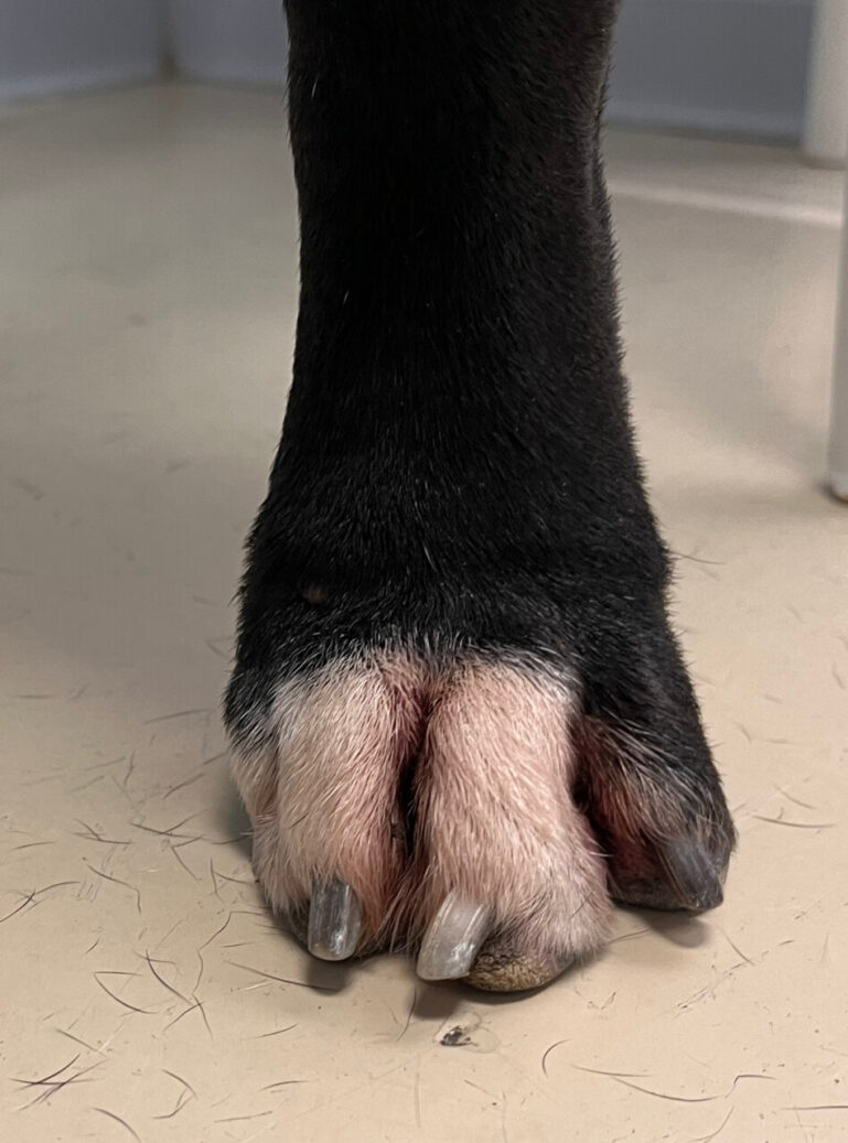 Imagen 4. Eritema interdigital en extremidades posteriores, con secreción marronosa adherida y pelos “oxidados”.