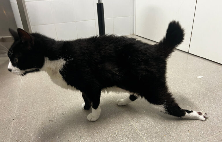 Paciente felino con monoparesia aguda.