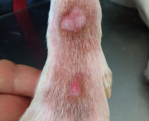 Pata de perro con heridas visibles en la piel