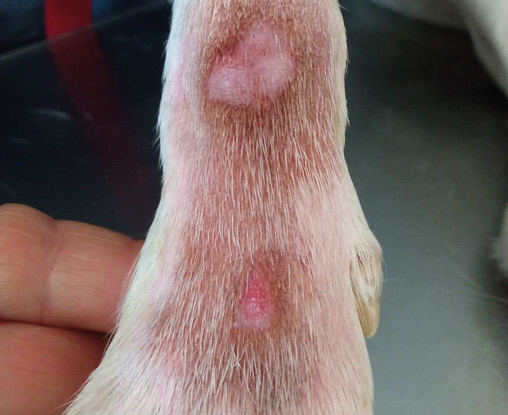 Pata de perro con heridas visibles en la piel