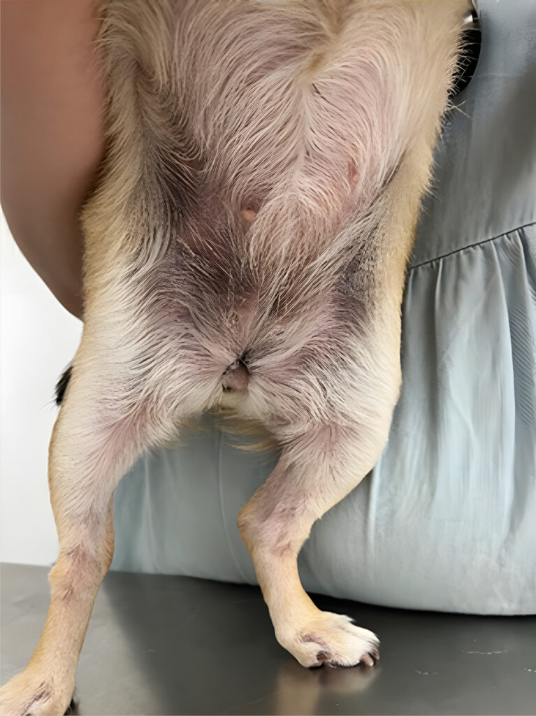 Perro siendo sostenido por un veterinario mostrando su parte trasera