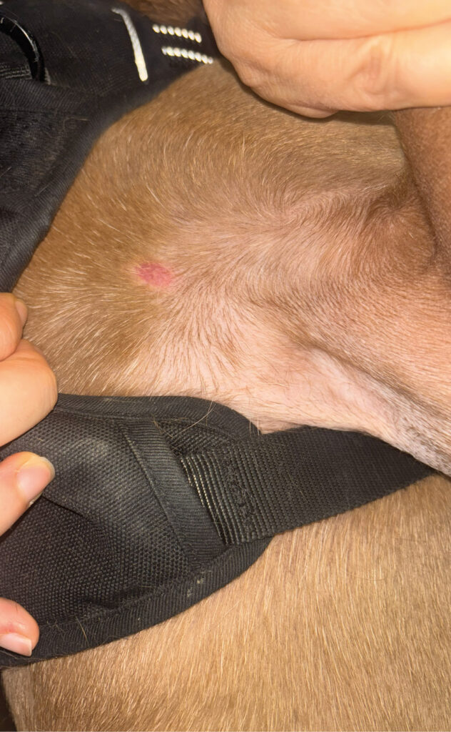 Nódulo cutáneo localizado entre el pecho y la axila izquierda en un perro con dermatitis atópica