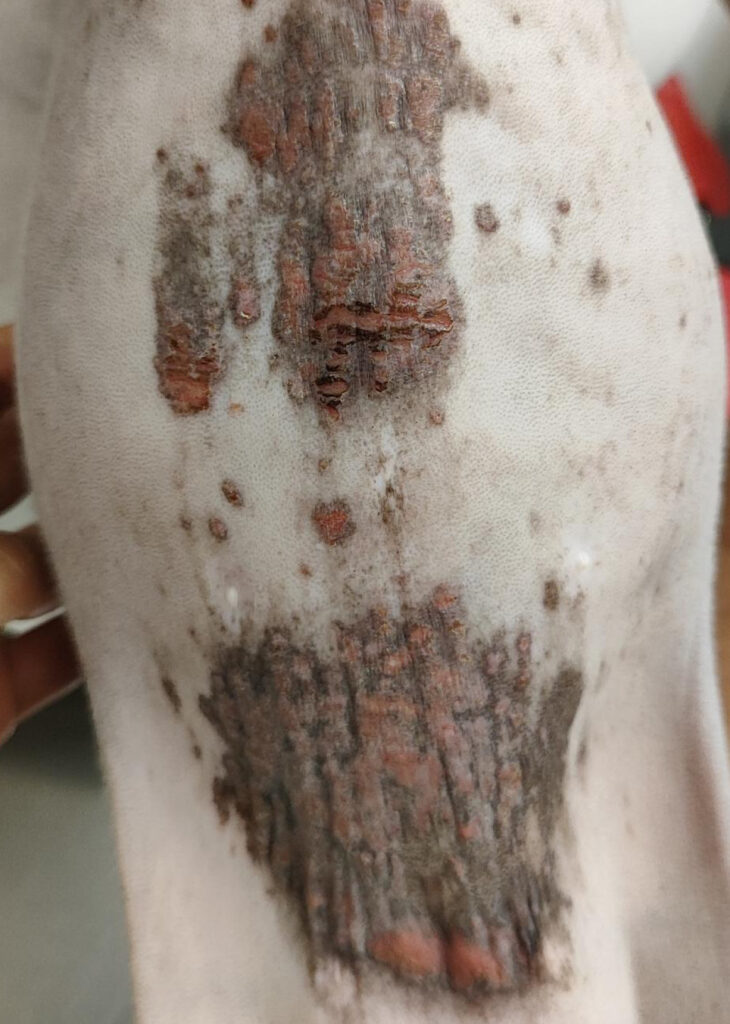 Lesión cutánea en región ventral del abdomen de un animal con mastocitoma