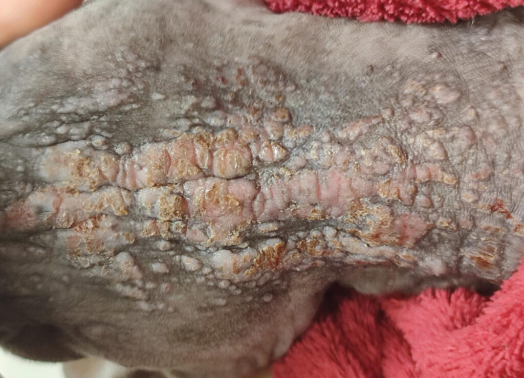 Mastocitoma en un sphynx. Patrón placo-nodular el día de la consulta inicial.