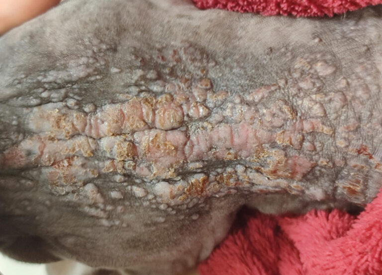 Mastocitoma en un sphynx. Patrón placo-nodular el día de la consulta inicial.