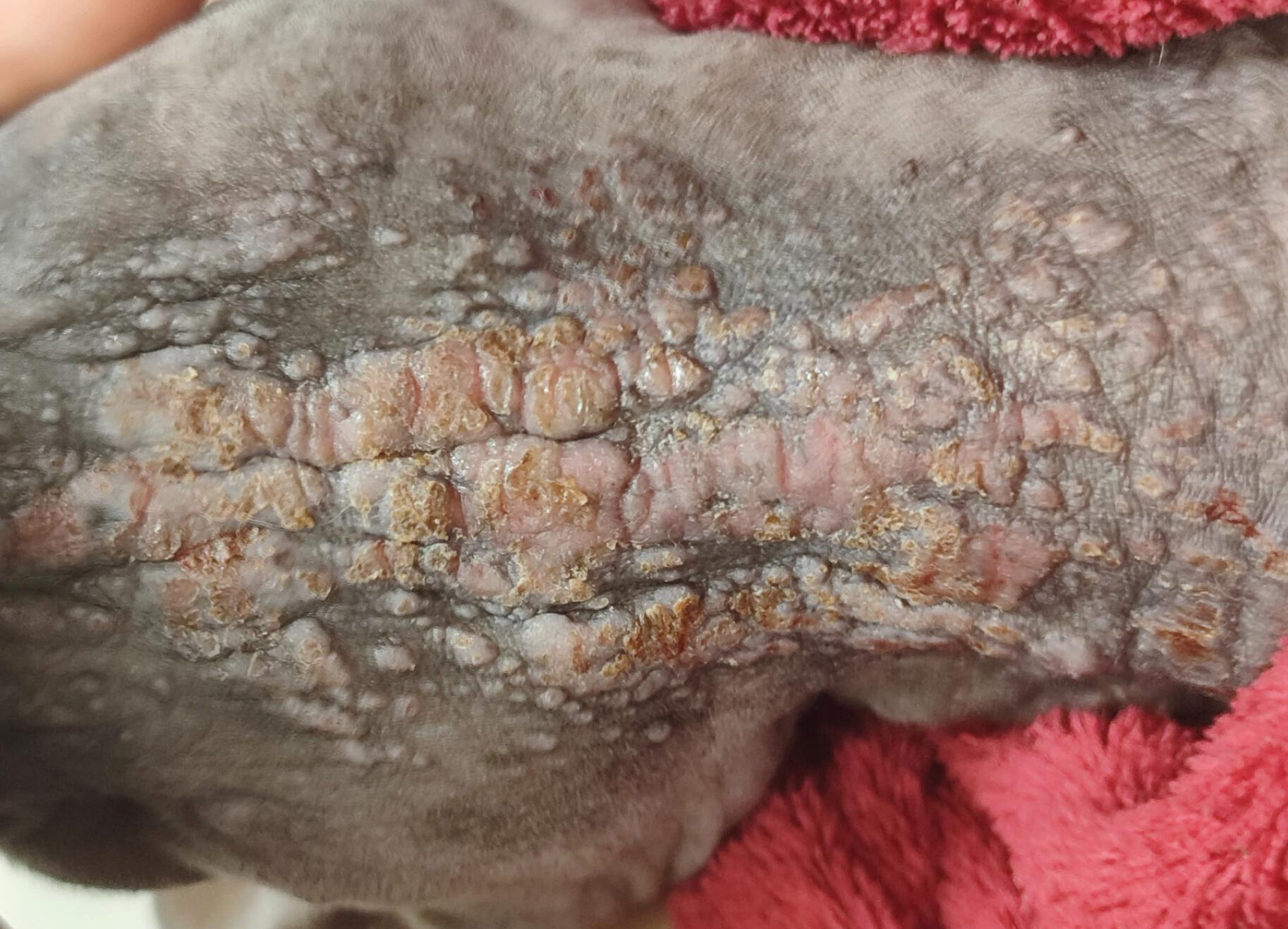 Mastocitoma en un sphynx. Patrón placo-nodular el día de la consulta inicial.