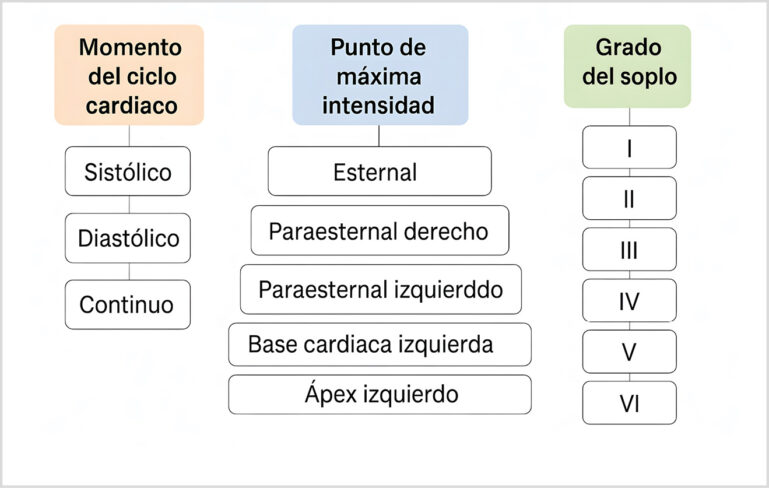 Diagrama sobre el ciclo cardíaco y puntos de máxima intensidad del soplo
