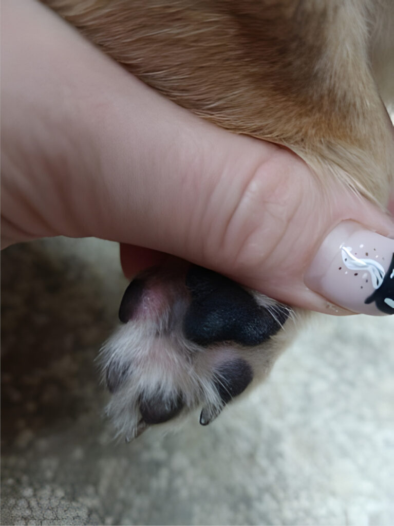 Eritema interdigital con liquenificación e hiperpigmentación en un perro.