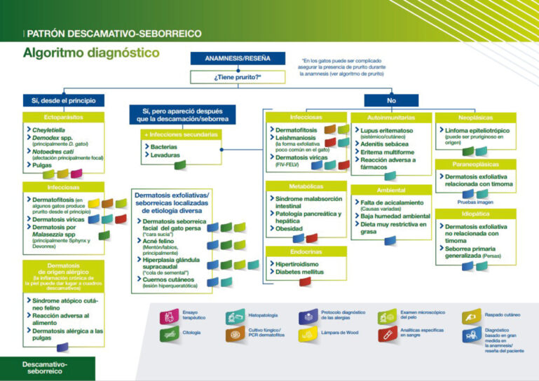 Patrón descamativo-seborreico en gatos. Algoritmo de diagnóstico