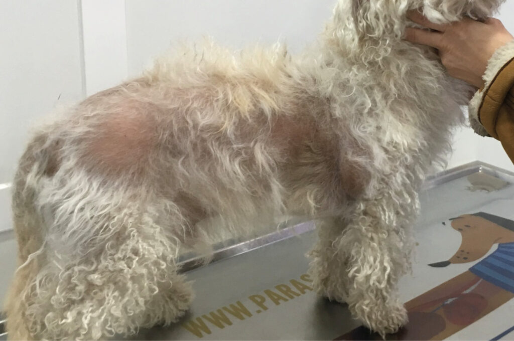Alopecia X-like en un caniche.