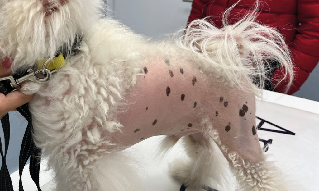 Alopecia X en un pomerania.