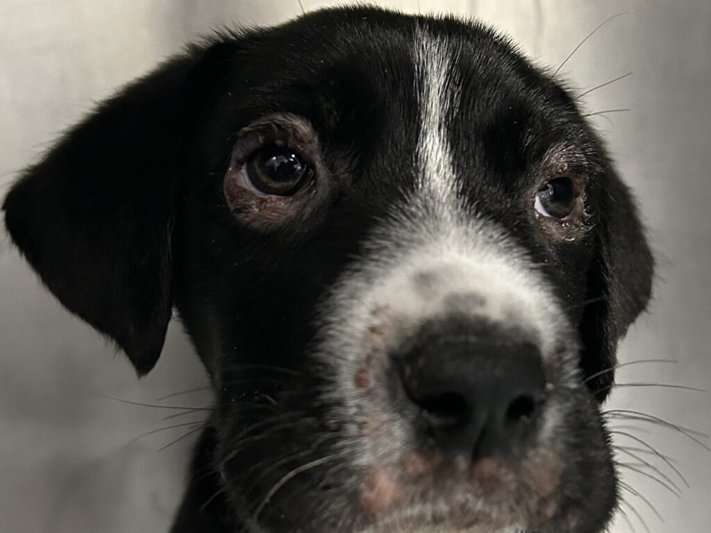 Alopecia periocular con blefaritis en un paciente con dermatitis granulomatosa estéril con linfadenitis (DGEL).