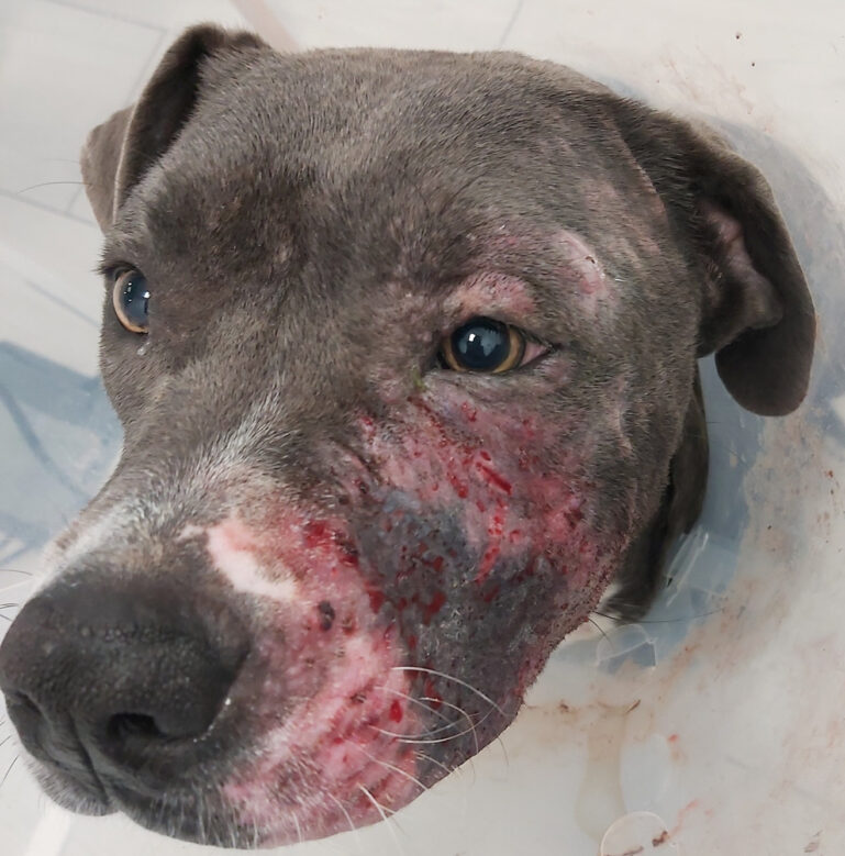 Perro con lesiones visibles en la cara y collar isabelino