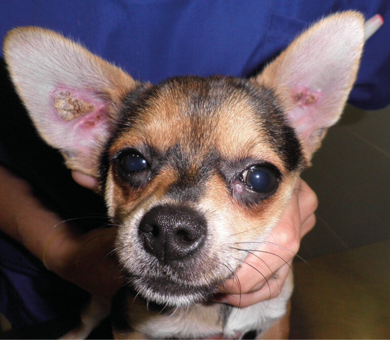 Perro con ojos afectados y orejas visibles en consulta veterinaria