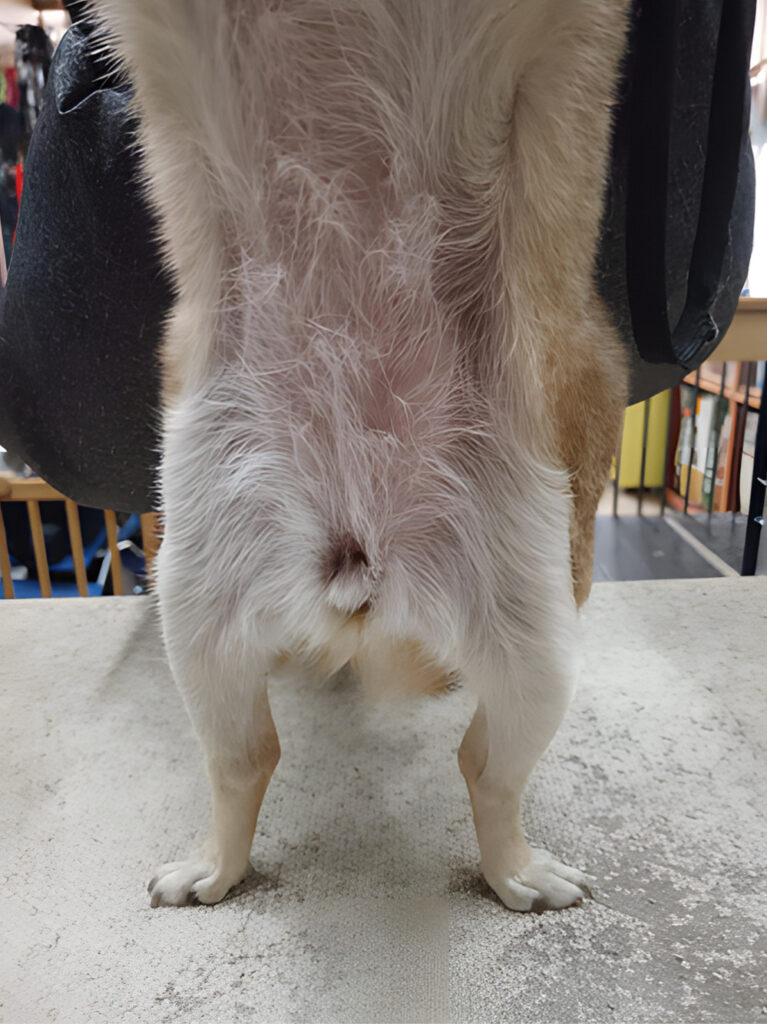 Vista trasera de un perro de patas traseras en una mesa