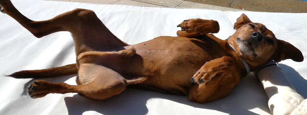 Perro marrón acostado boca arriba en una superficie blanca