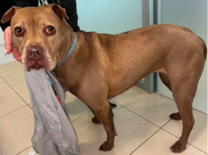 Paciente sin lesiones después de 3 meses.