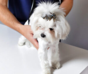 Perro pequeño de raza maltés con un lazo decorativo en la cabeza