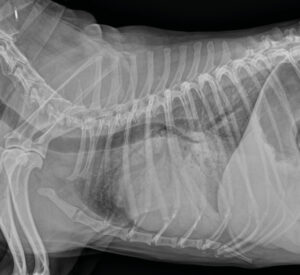 Radiografía de tórax latero-lateral derecha que muestra un aumento marcado la silueta cardiaca y un intenso patrón alveolar e intersticial pulmonar compatible con insuficiencia cardiaca congestiva izquierda.
