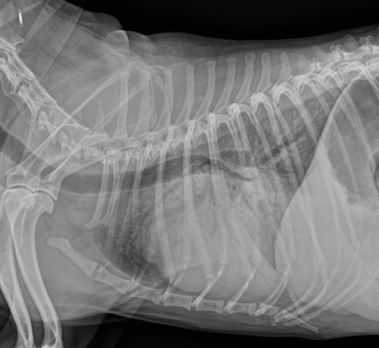 Radiografía de tórax latero-lateral derecha que muestra un aumento marcado la silueta cardiaca y un intenso patrón alveolar e intersticial pulmonar compatible con insuficiencia cardiaca congestiva izquierda.