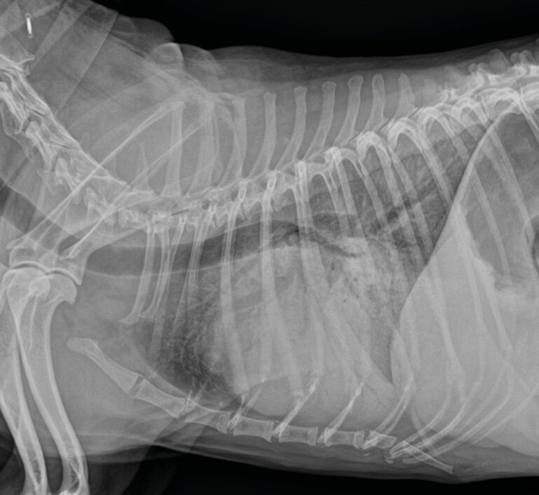 Radiografía de tórax latero-lateral derecha que muestra un aumento marcado la silueta cardiaca y un intenso patrón alveolar e intersticial pulmonar compatible con insuficiencia cardiaca congestiva izquierda.