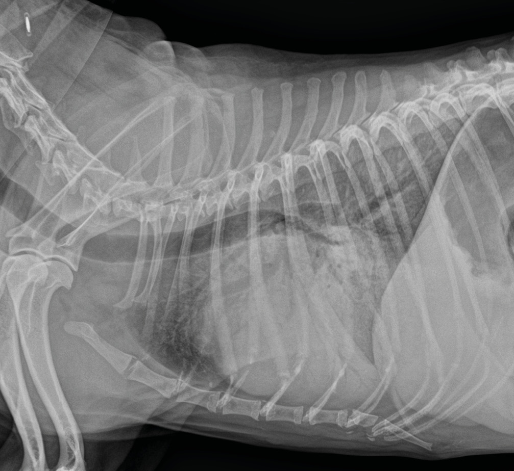 Radiografía de tórax latero-lateral derecha que muestra un aumento marcado la silueta cardiaca y un intenso patrón alveolar e intersticial pulmonar compatible con insuficiencia cardiaca congestiva izquierda.