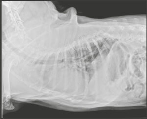 Radiografía ventro-dorsal del paciente en el momento del diagnóstico.