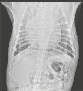 Radiografías latero-lateral derecha del paciente en el momento del diagnóstico.