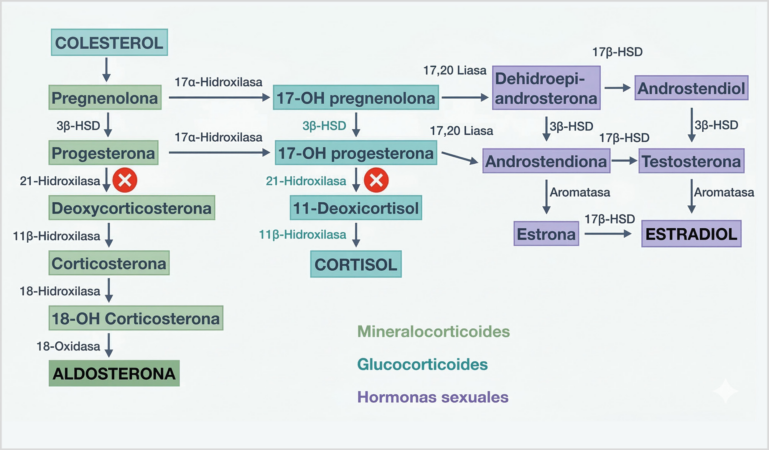 Diagrama de la ruta de síntesis hormonal a nivel adrenal en perros