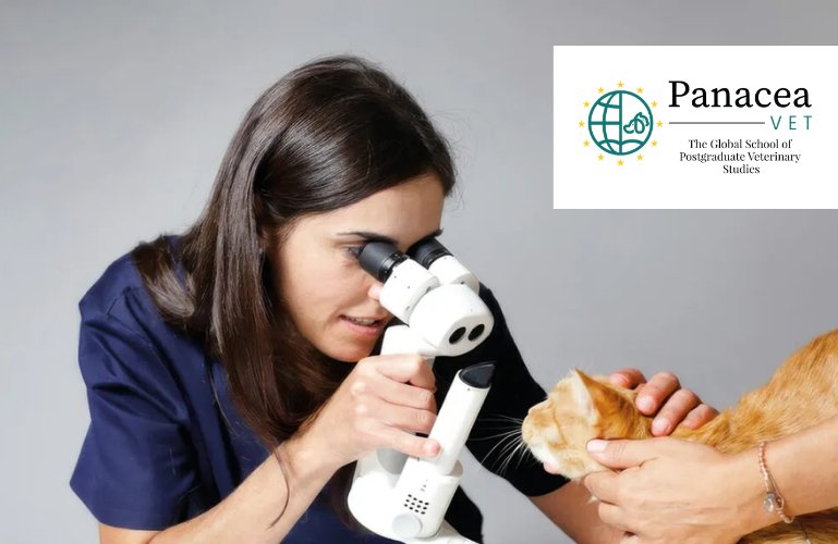 Elena Fenollosa Romero revisa un gato con un microscopio en Panacea-Vet