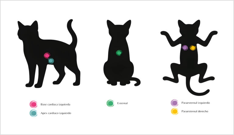 Zonas de auscultación cardiaca en gatos.