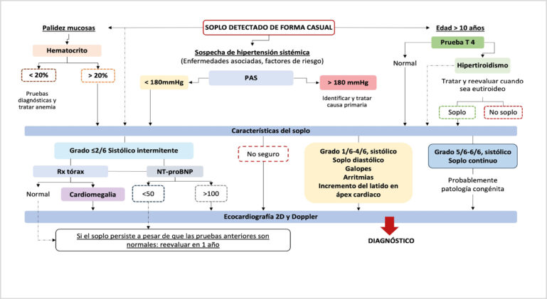 Diagrama de flujo para la evaluación de un gato adulto (más de 6 meses de edad) con un soplo cardiaco detectado incidentalmente. Las líneas discontinuas indican áreas de investigación o controversia donde son posibles varios enfoques.