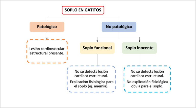 Clasificación de los soplos en gatitos menores de 4 meses.