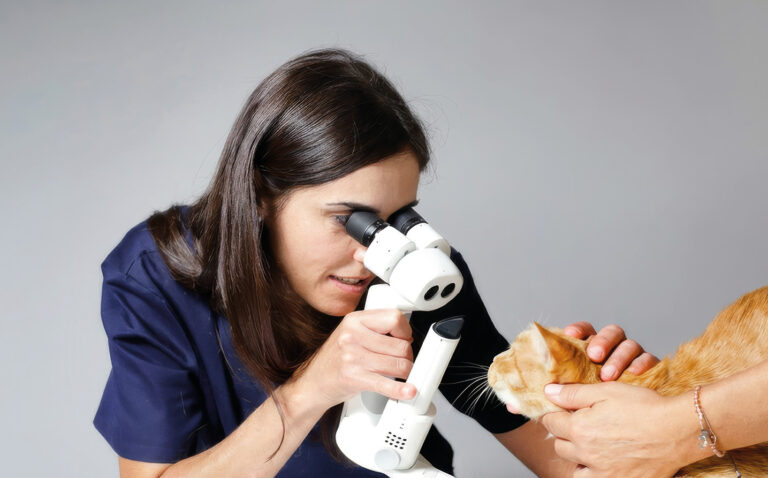 Veterinaria usando un microscopio para examinar a un gato naranja.