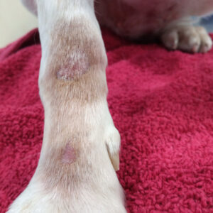 Lesiones pruríticas en la zona anterior carpal de un perro