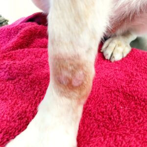 Lesiones en la extremidad anterior de un perro con dermatitis acral.