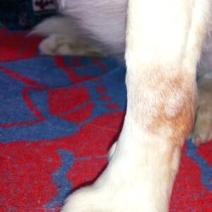 Pierna de un perro con dermatitis acral visible en la zona carpal