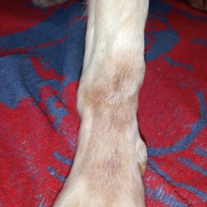 Pierna de perro con dermatitis acral visible en la zona carpal