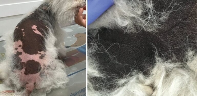 Áreas afectadas por Alopecia X hiperpigmentadas.